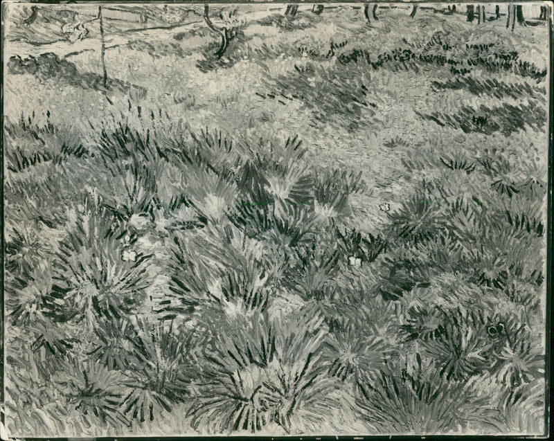 Van Gogh: Grass w/ Butler Flies. - Vintage Photograph