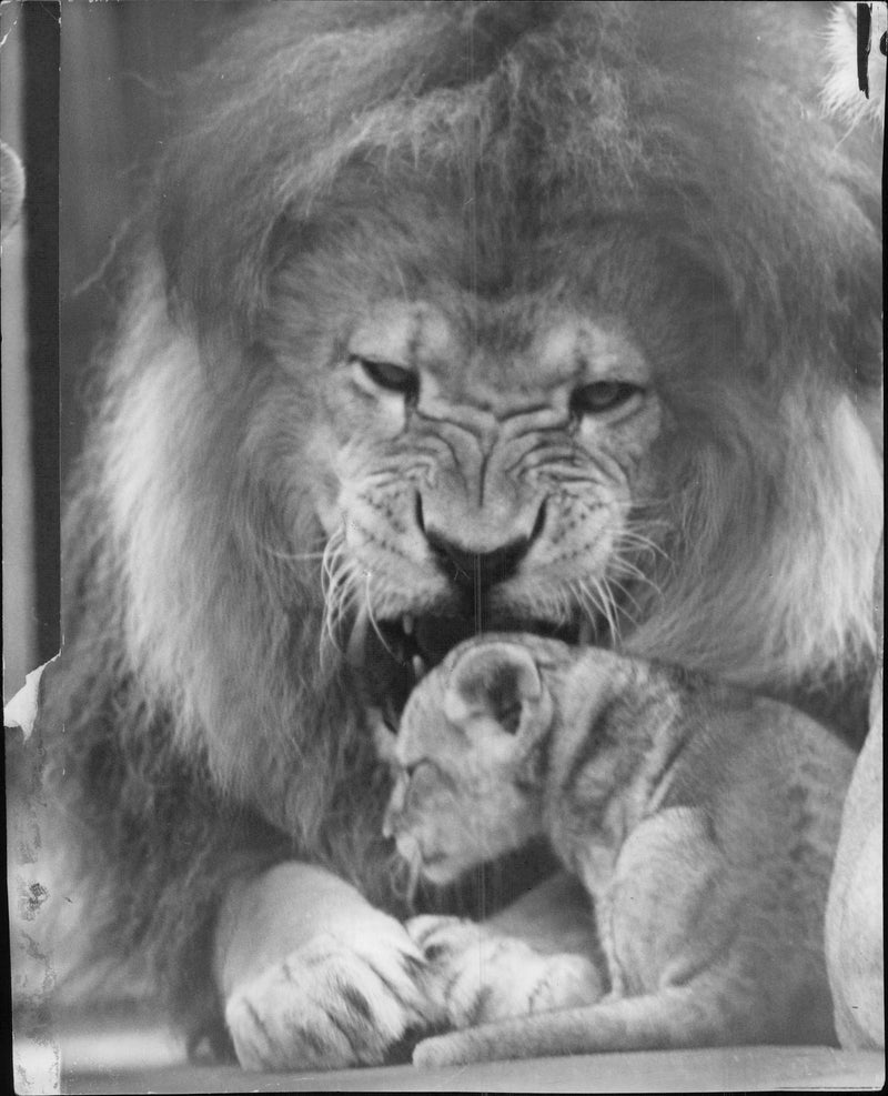 Animal Lion: - Vintage Photograph