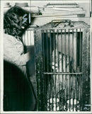 Animal Lion: - Vintage Photograph