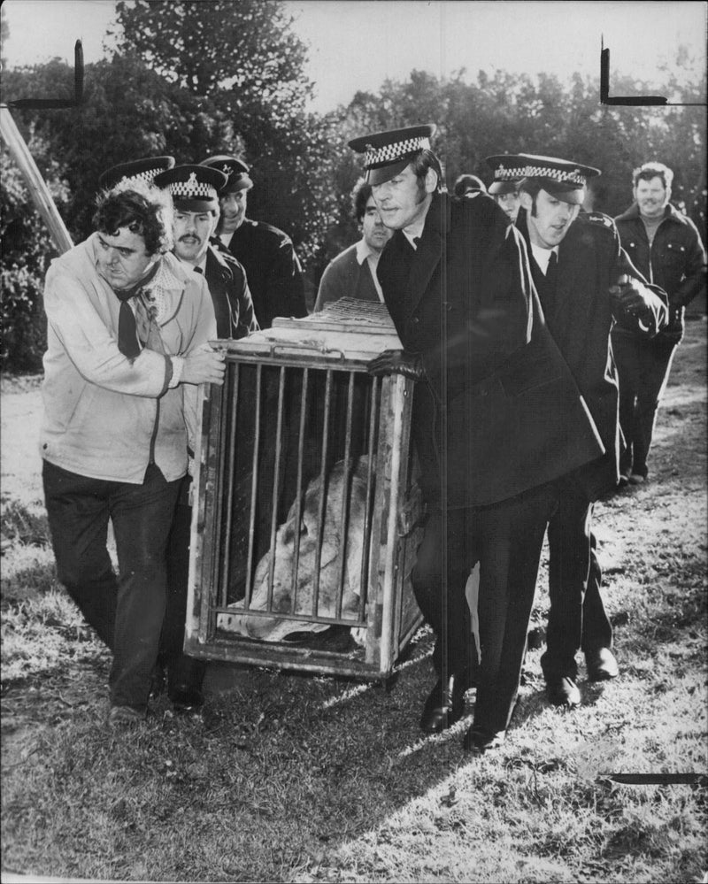 Animal Lion:There was uproar in herne bay. - Vintage Photograph