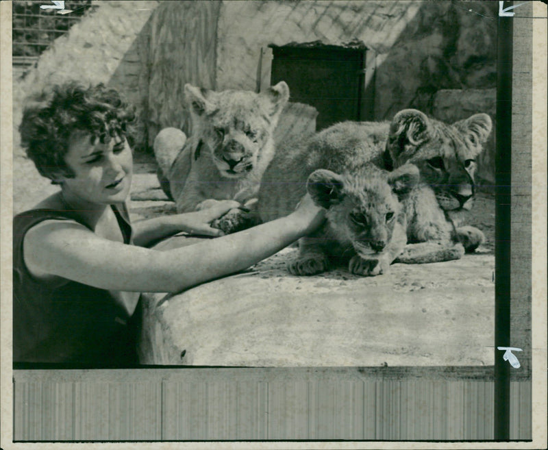 Animal Lion:Miss jennifer coombes with three lions. - Vintage Photograph