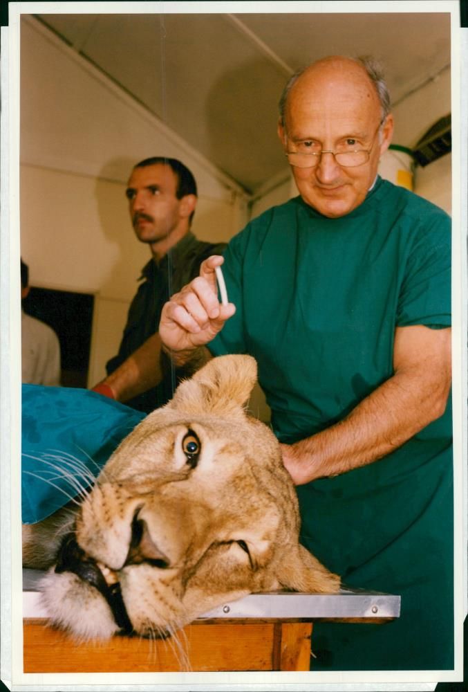 Animal Lion:Birth conrtol by gerry benbow. - Vintage Photograph