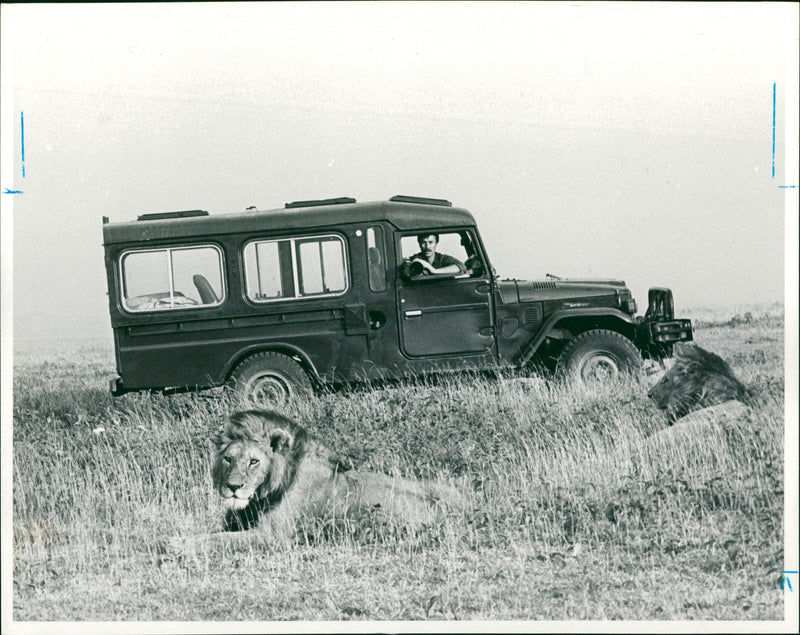 Animal Lion: - Vintage Photograph