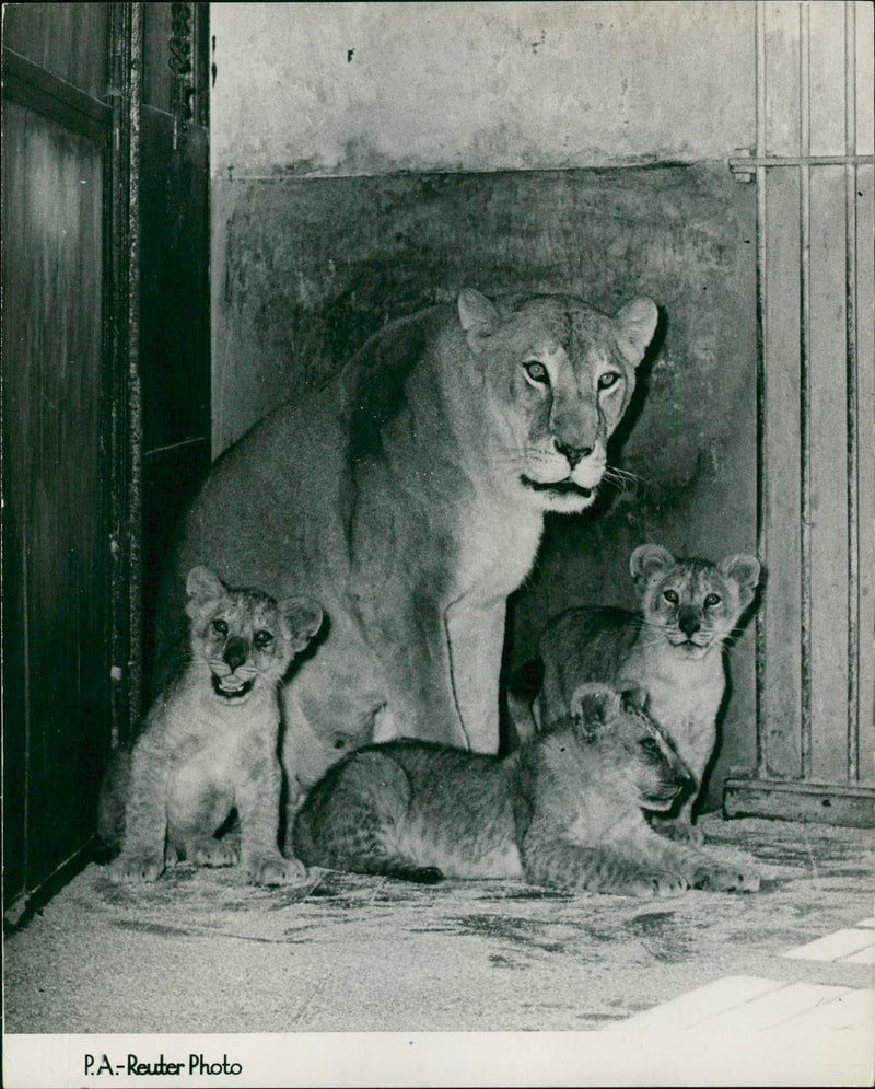 Animal Lion: - Vintage Photograph