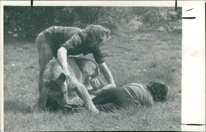 Animal Lion:Mrs carter lying on the ground. - Vintage Photograph