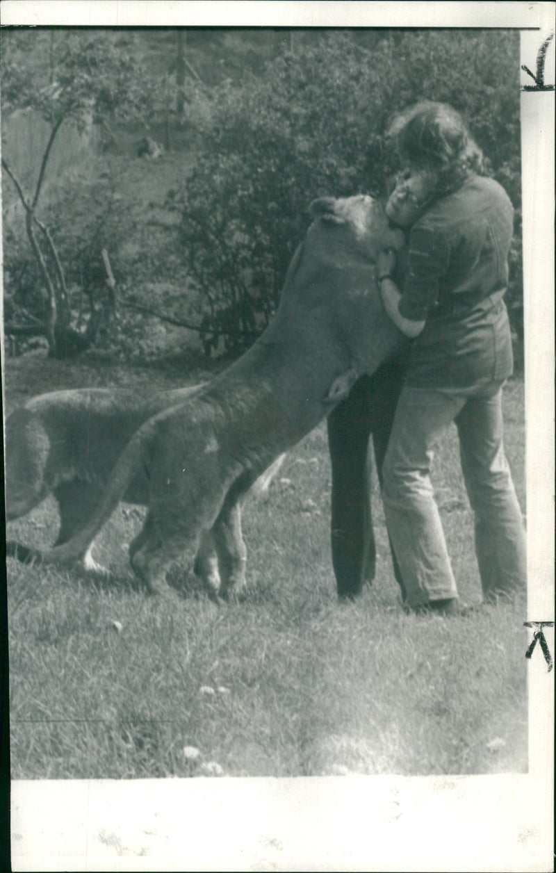 Animal Lion:A woman being grabbed by the throat by suki. - Vintage Photograph