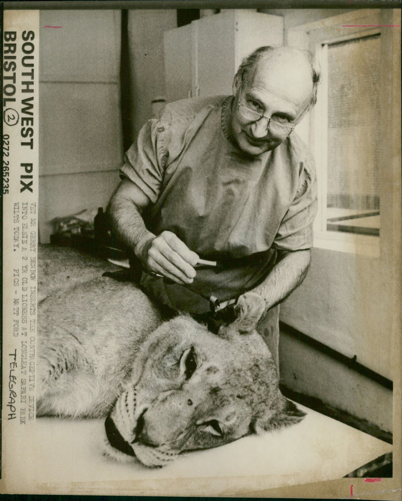 Animal Lion:Mr Gerry benbow. - Vintage Photograph