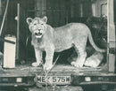 Animal Lion: - Vintage Photograph