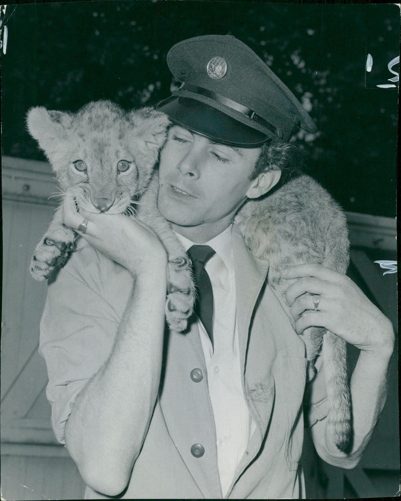 Animal Lion:Mr T chivers with lion. - Vintage Photograph