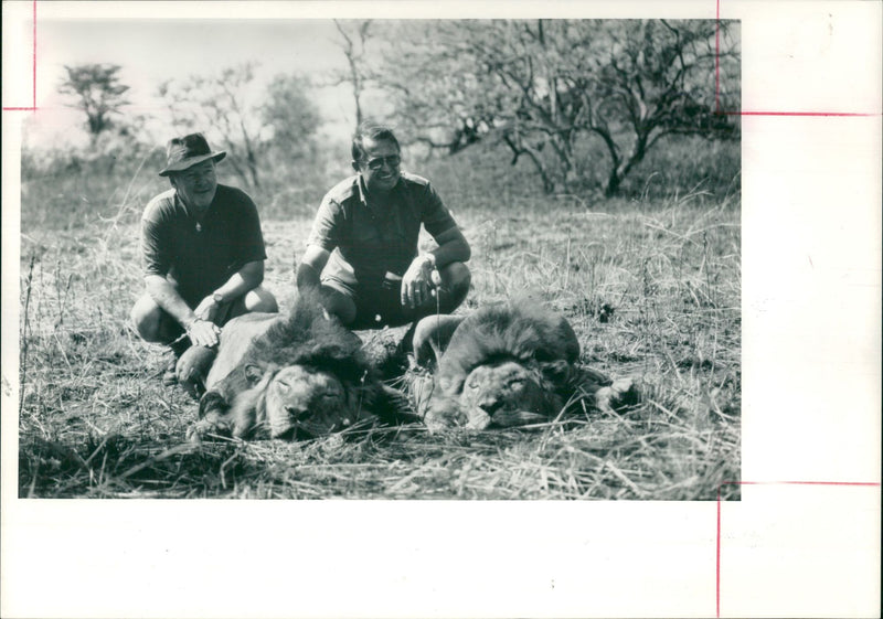 Animal Lion:Marksmen. - Vintage Photograph