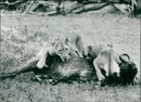 Animal Lion:Lionesses kill a buffalo. - Vintage Photograph