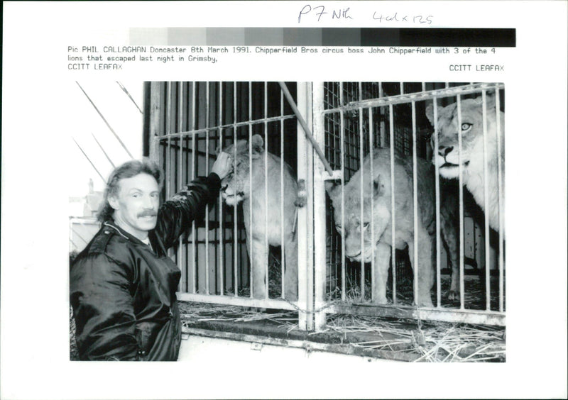 Animal Lion:John chipperfield with his lion. - Vintage Photograph