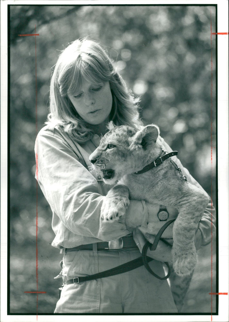 Animal Lion:Claire  Reastall. - Vintage Photograph