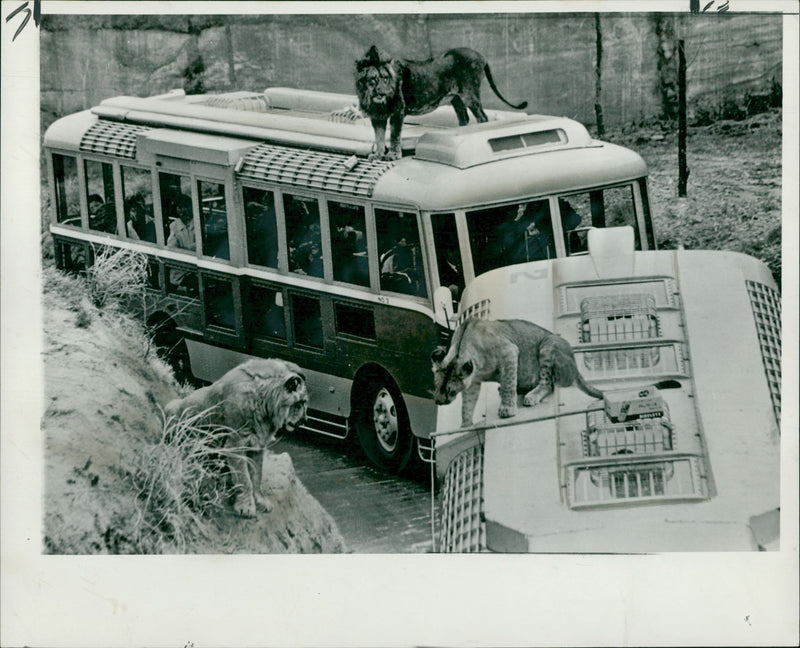 Animal Lion:A lion share a bus ride. - Vintage Photograph