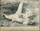 Animal Lion: - Vintage Photograph