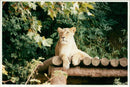 Animal Lion:Lions basking in the sun. - Vintage Photograph