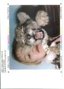 Animal Lion: - Vintage Photograph