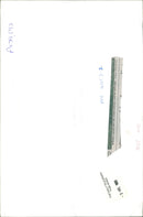 Animal Lion: - Vintage Photograph