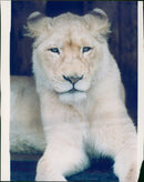 Animal Lion: - Vintage Photograph