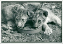 Animal Lion:Baby Lion cubs. - Vintage Photograph