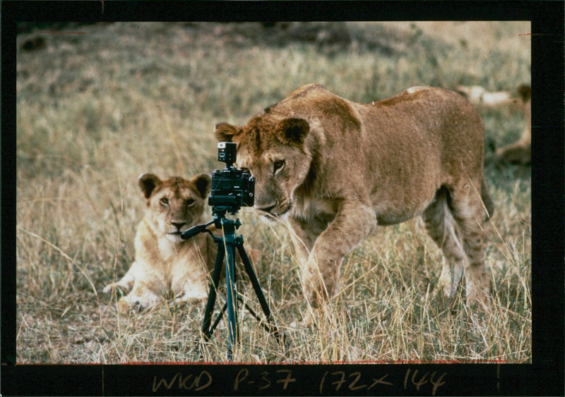 Animal Lion: - Vintage Photograph