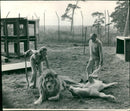 Animal Lion: - Vintage Photograph