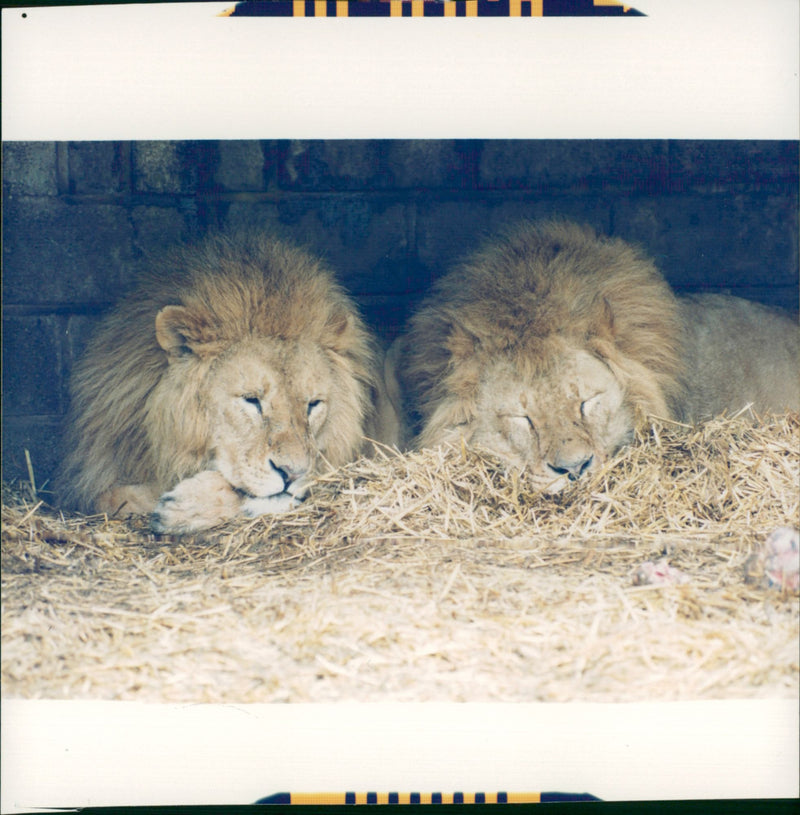 Animal Lion: - Vintage Photograph