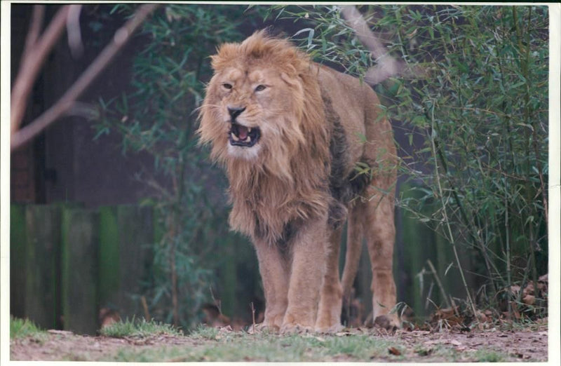 Animal Lion: - Vintage Photograph