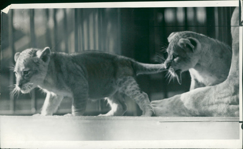 Animal Lion: - Vintage Photograph