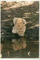 Animal Lion: - Vintage Photograph