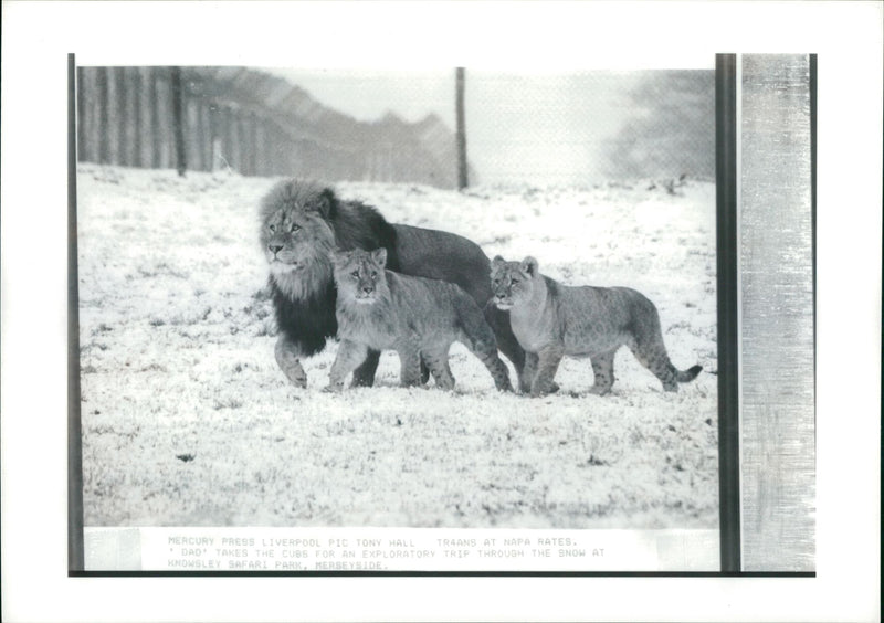 Animal Lion: - Vintage Photograph