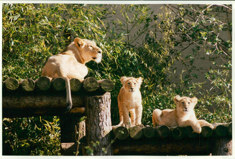 Animal Lion: - Vintage Photograph