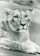 Animal Lion: - Vintage Photograph