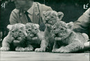 Animal Lion: - Vintage Photograph