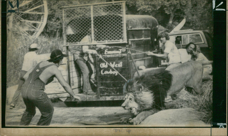 Animal Lion: - Vintage Photograph