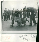 Animal Lion: - Vintage Photograph