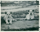 Animal Lion: - Vintage Photograph