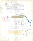 Animal Lion: - Vintage Photograph