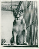 Animal Lion: - Vintage Photograph
