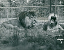 Animal Lion:Raoul and shiela. - Vintage Photograph