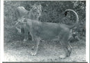 Animal Lion: - Vintage Photograph