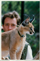 Animal: Caracal in action. - Vintage Photograph