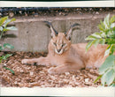 Animal: Caracal. - Vintage Photograph