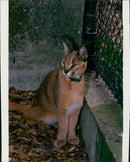 Animal: Caracal. - Vintage Photograph