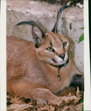 Animal: Caracal. - Vintage Photograph