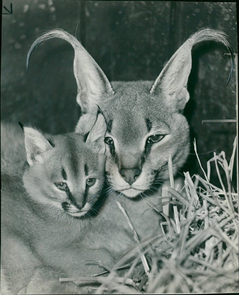 Animal: Caracals, Princess and her mother. - Vintage Photograph