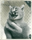 Animal: Caracals, Princess. - Vintage Photograph