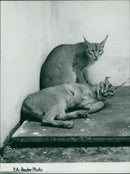 Animal: Caracals. - Vintage Photograph