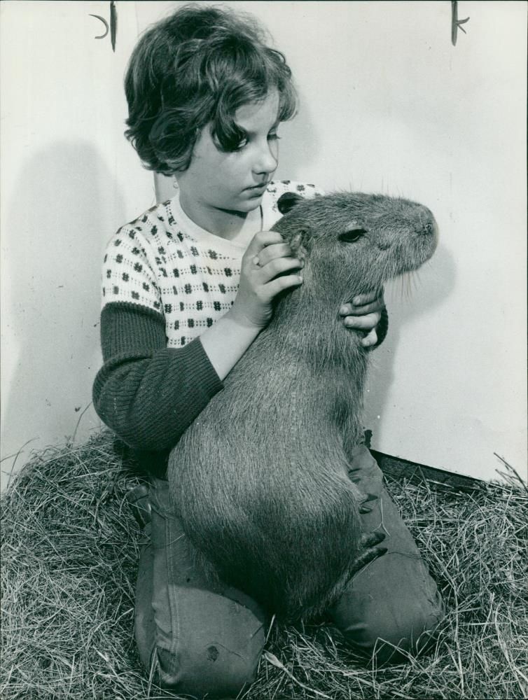 Animal: Capybaras - Vintage Photograph