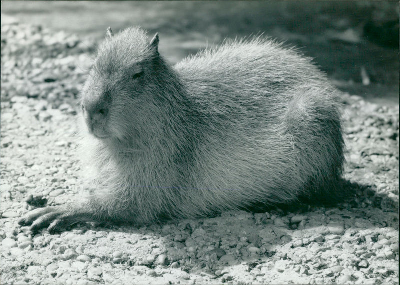 Animal: Capybaras - Vintage Photograph